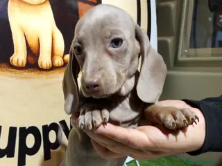 Teckel Miniatura perros Teckel miniatura - Anuncio 1