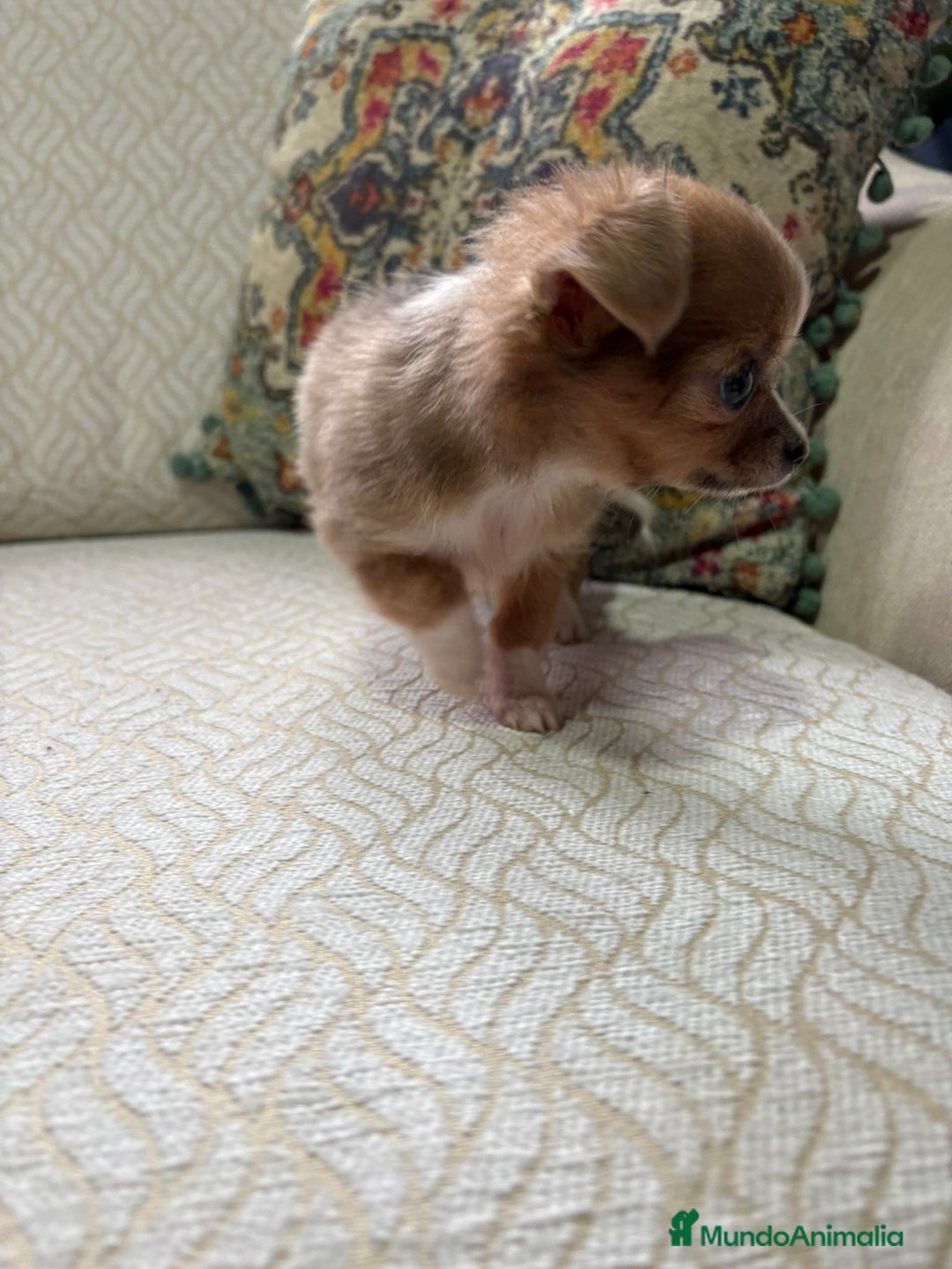 Chihuahua perros en venta: Hembra chihuahua toy chocolate pelo largo - Anuncio 7