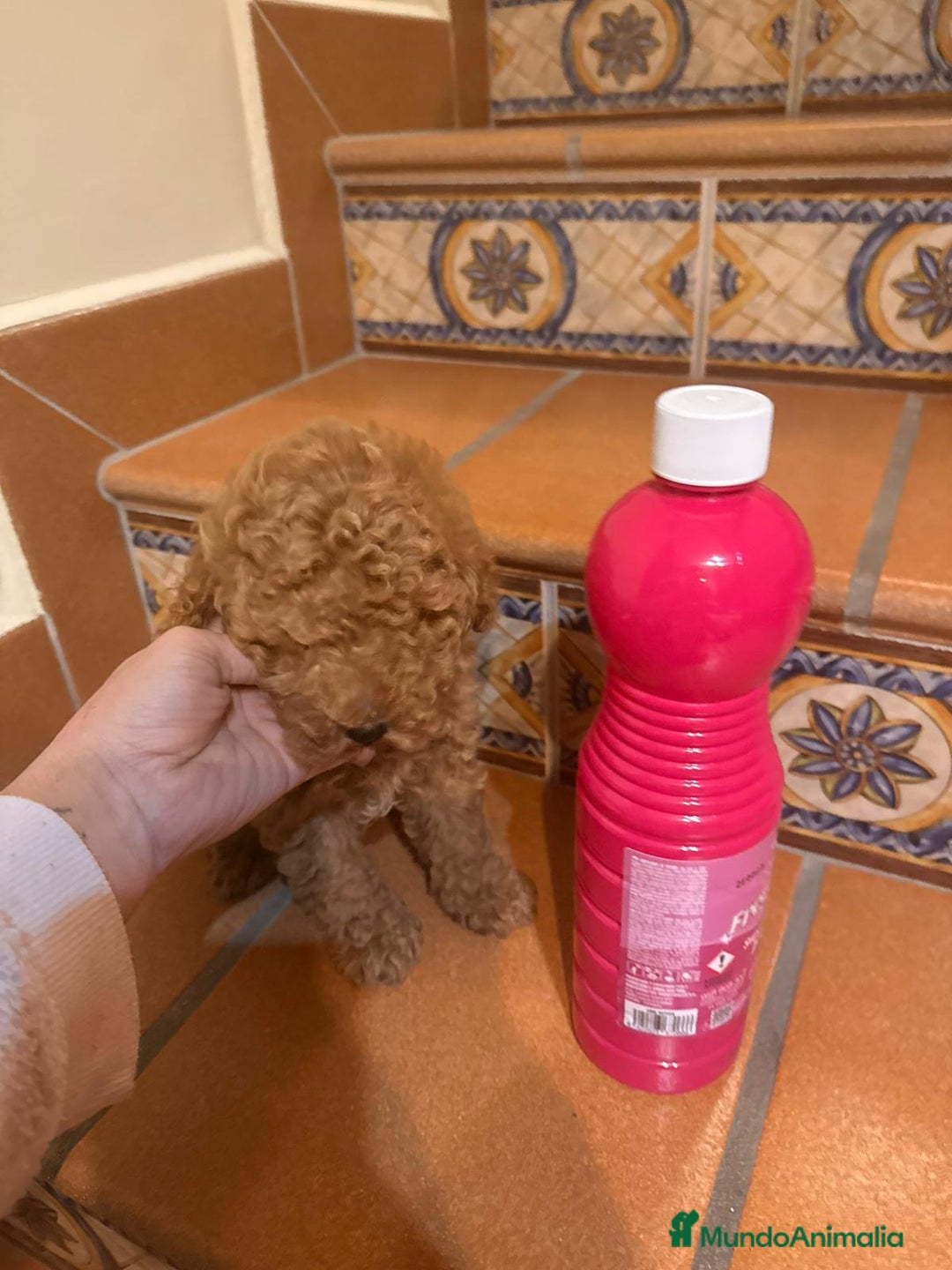 Caniche Toy perros en venta: Caniche toy  - Anuncio 2