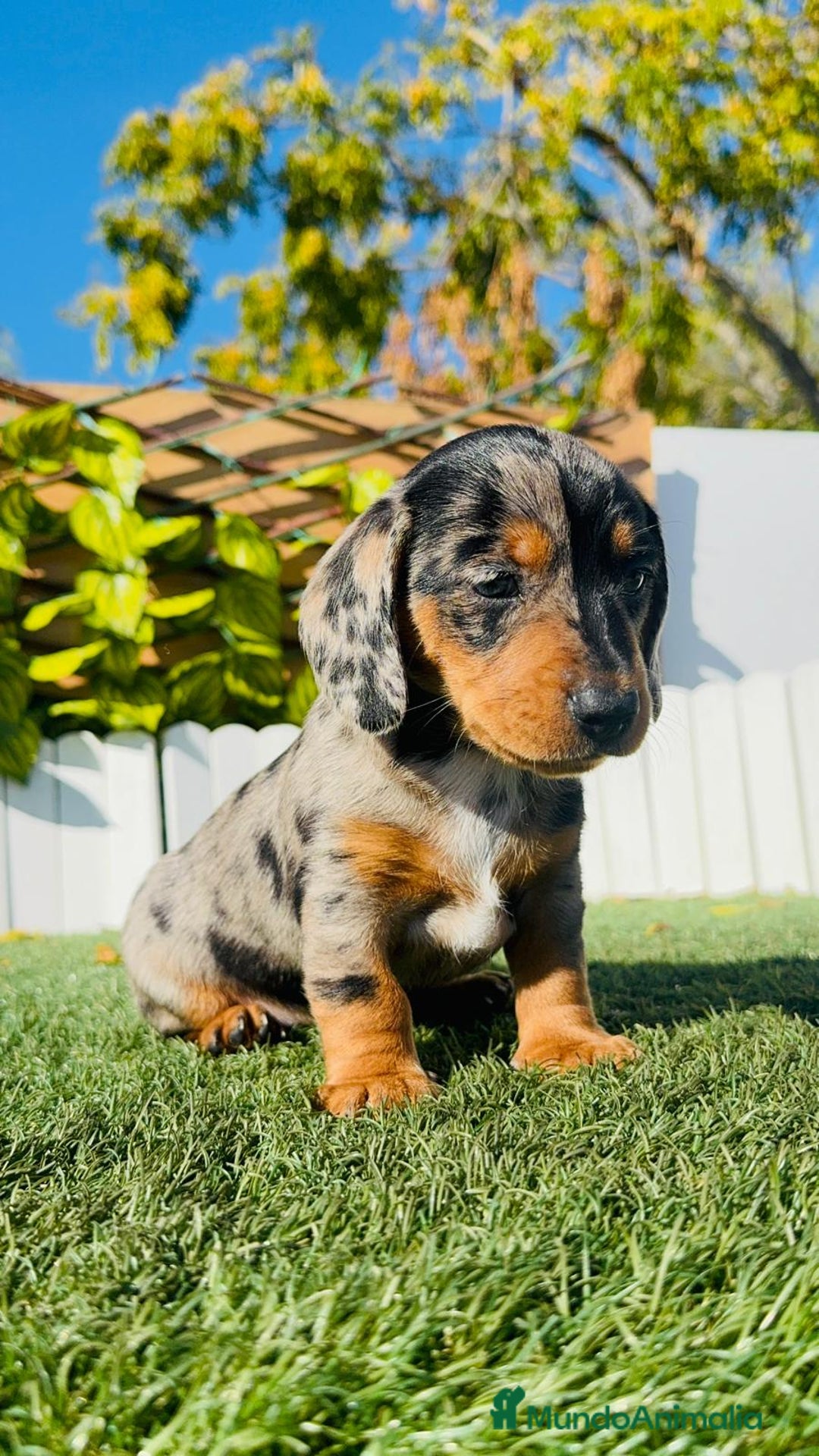 Teckel Miniatura perros en venta: TECKEL MINIATURA HEMBRA - Anuncio 1