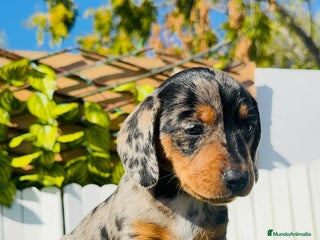 Teckel Miniatura perros TECKEL MINIATURA HEMBRA - Anuncio 1