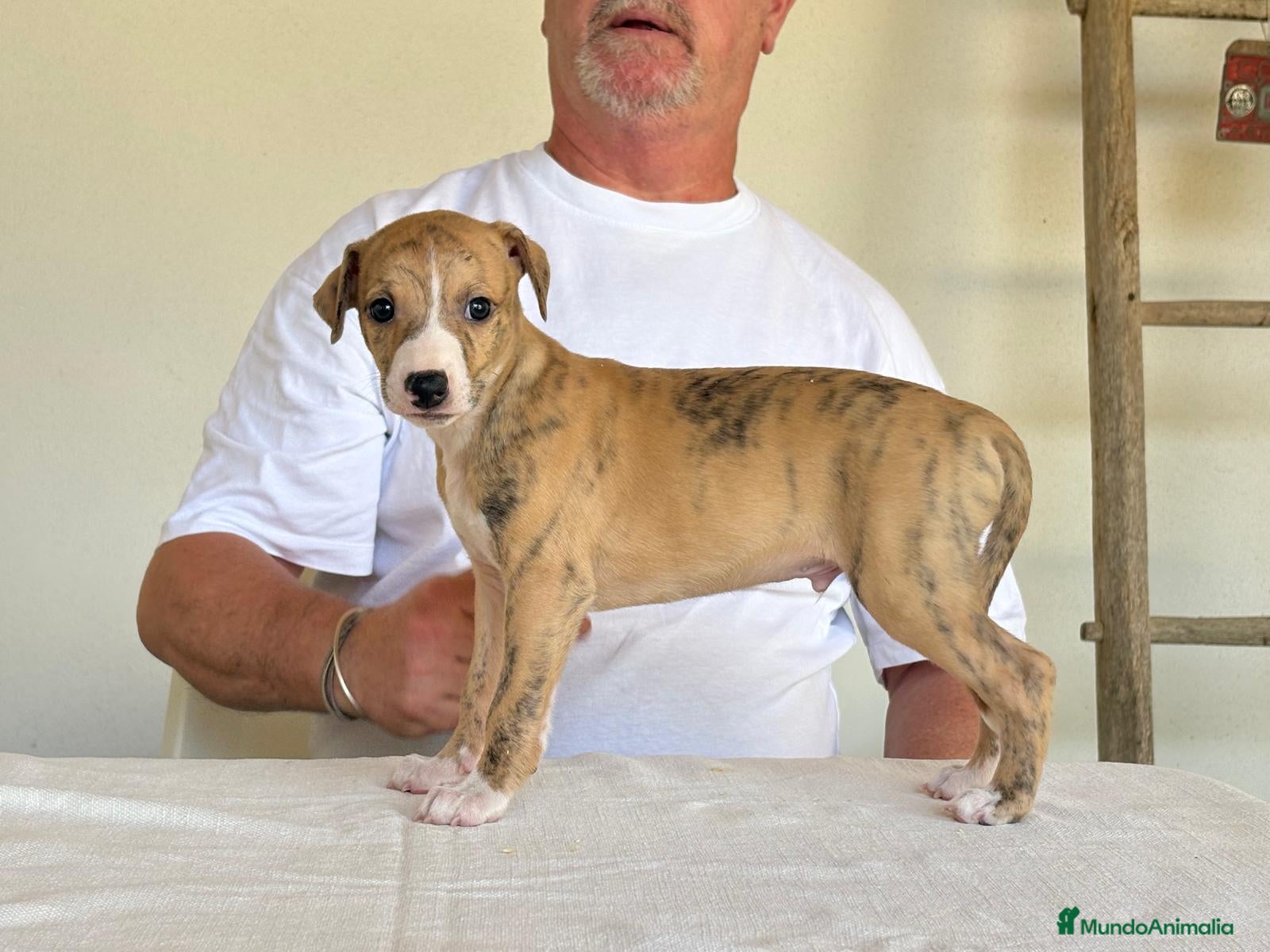 Whippet perros Magnífica Camada - Anuncio 2
