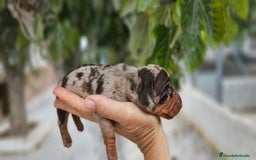 Teckel perros en venta: Teckel miniatura  - Imagen 3