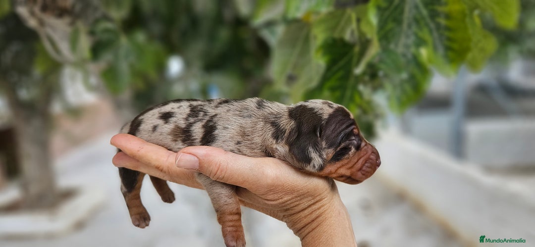 Teckel perros en venta: Teckel miniatura  - Imagen 3