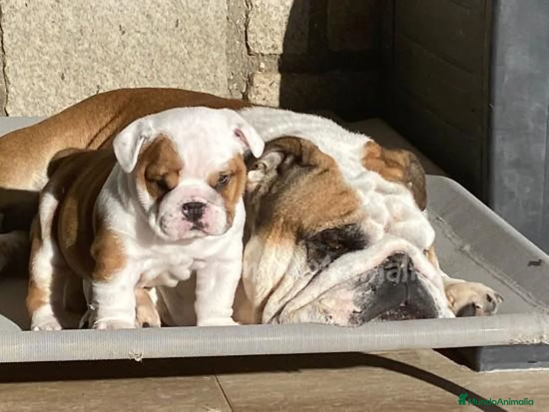 Imagen de galería {{count}}