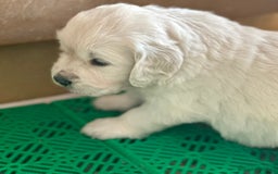 Golden Retriever perros en venta: GOLDEN RETRIEVER NACIONAL  en Barcelona - Imagen 1