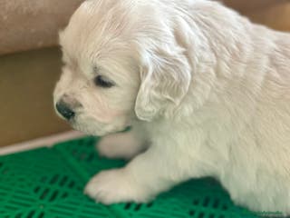 Golden Retriever perros GOLDEN RETRIEVER NACIONAL en Barcelona - Anuncio 19