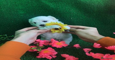 Bichón Maltés perros en Badajoz - Propaganda 3