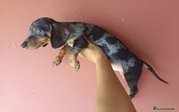 Teckel Miniatura perros en venta: Teckel arlequín - Imagen 2