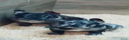 Bulldog Francés perros en venta: Bulldog francés - Anuncio 1