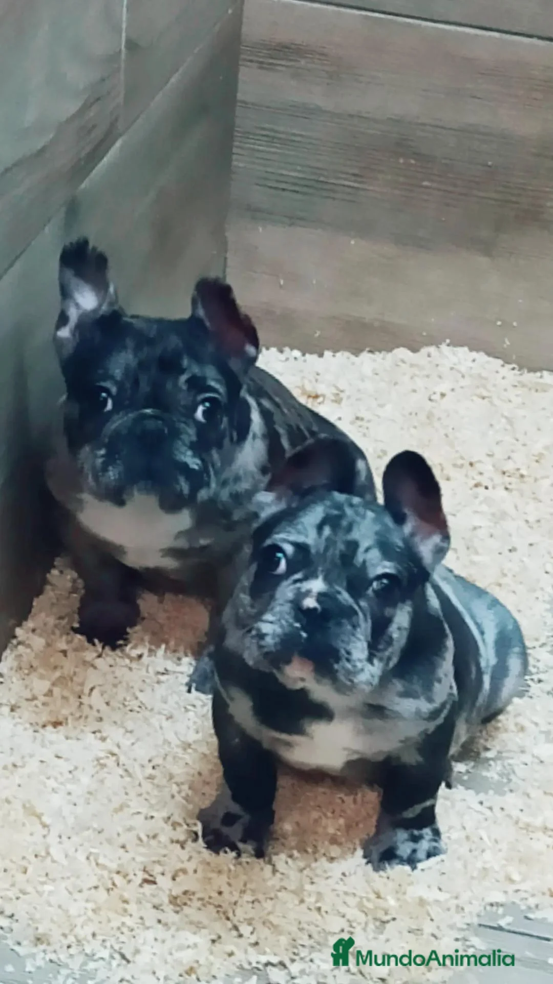 Bulldog Francés perros en venta: Bulldog francés - Anuncio 1