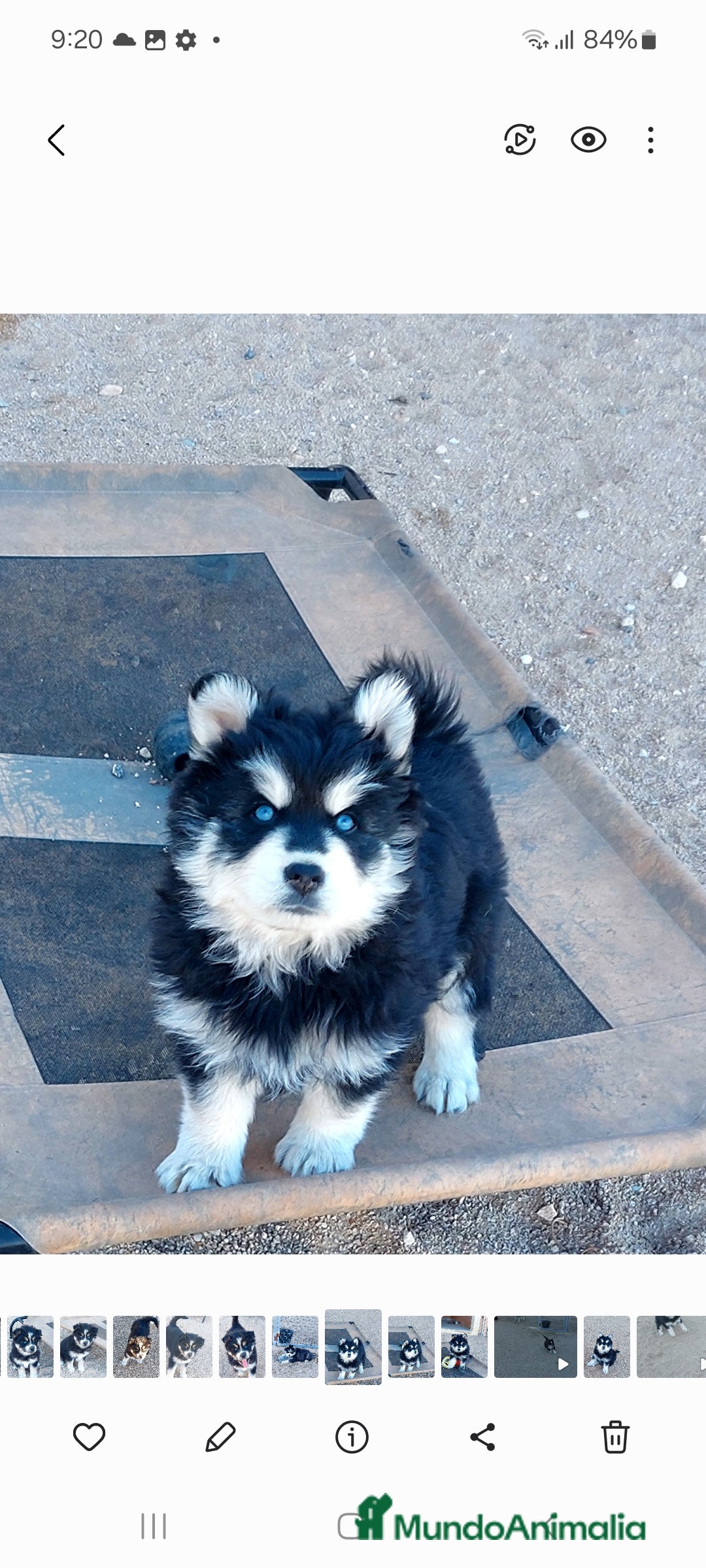Pomsky perros en venta: Cachorros pomsky o mini husky - Anuncio 5