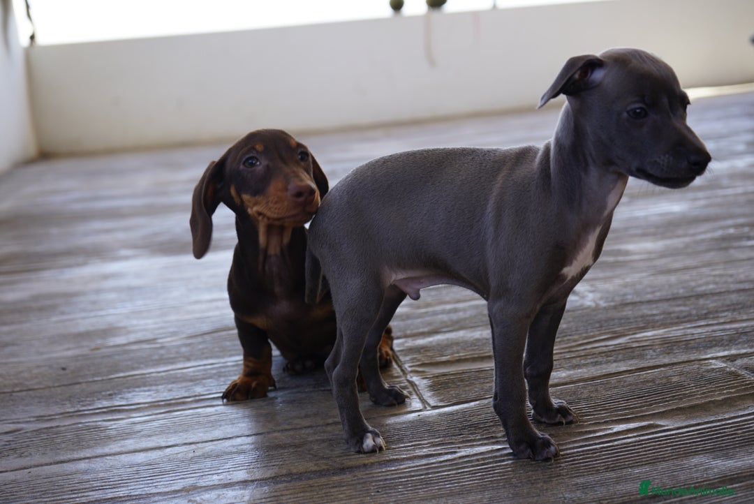 Pequeño Lebrel Italiano perros en venta: 🐾 Sirius y Selena – Galgos italianos blue 🐾 - Imagen 8