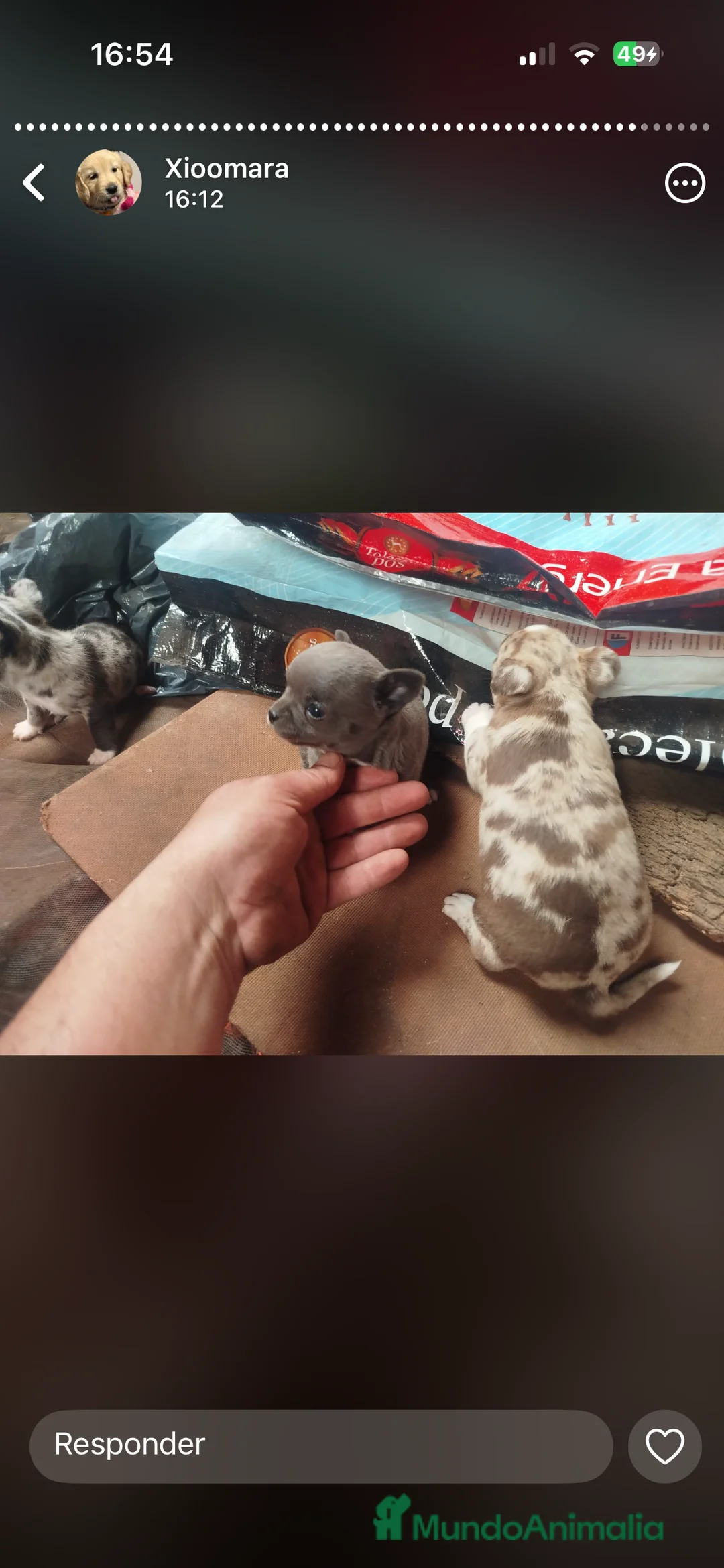 Chihuahua perros en venta: Chihuahuas exóticos merle en Sevilla - Anuncio 2