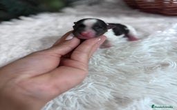 Yorkshire Terrier perros en venta: YORKSHIRE BIEWER HEMBRA - Imagen 9