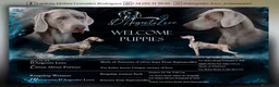 Weimaraner perros en venta: Cachorros weimaraner  - Anuncio 5