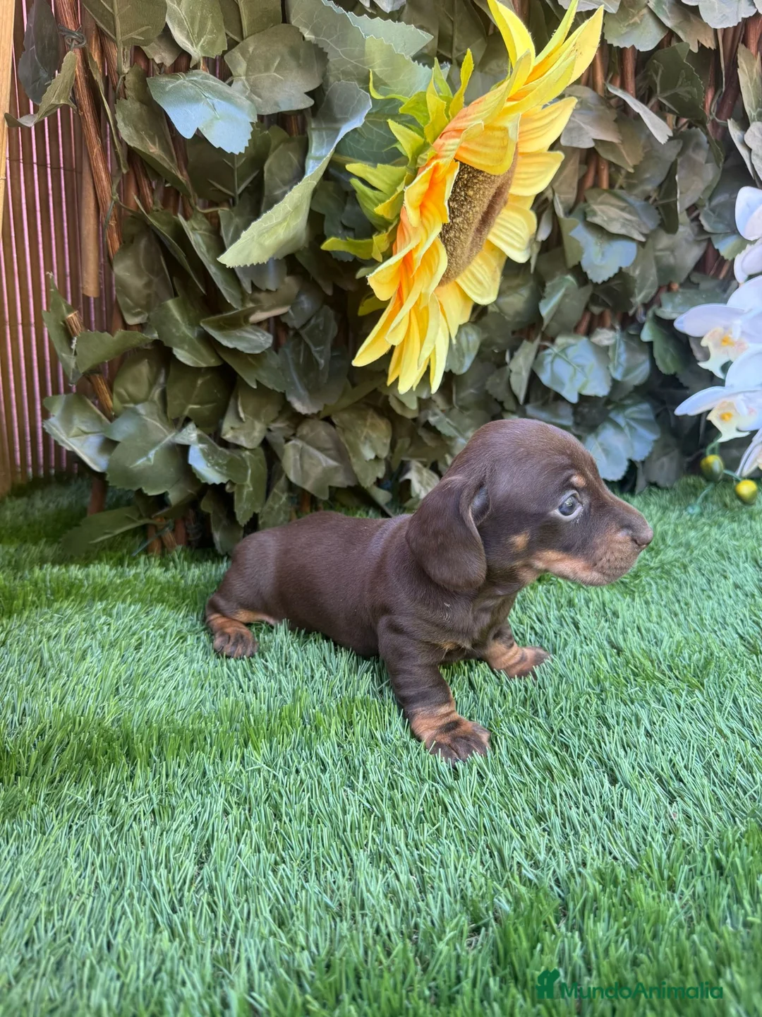Teckel Miniatura perros en venta: Teckel kanichen color chocolates disponibles  - Anuncio 5