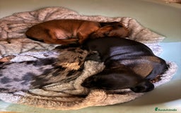 Teckel Miniatura perros en venta: Preciosa camada de Teckel mini  - Anuncio 9