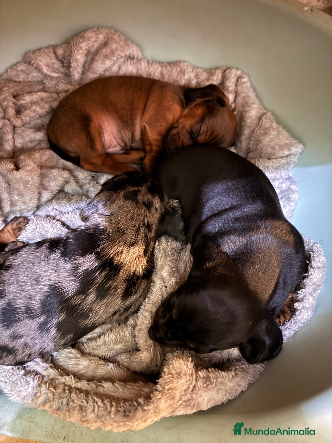 Teckel Miniatura perros en venta: Preciosa camada de Teckel mini  - Anuncio 9