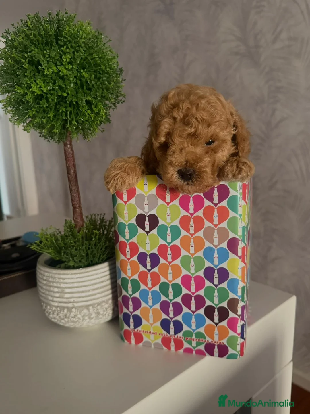 Caniche Toy perros en venta: CANICHE TOY HEMBRA EXCLUSIVA  - Anuncio 7