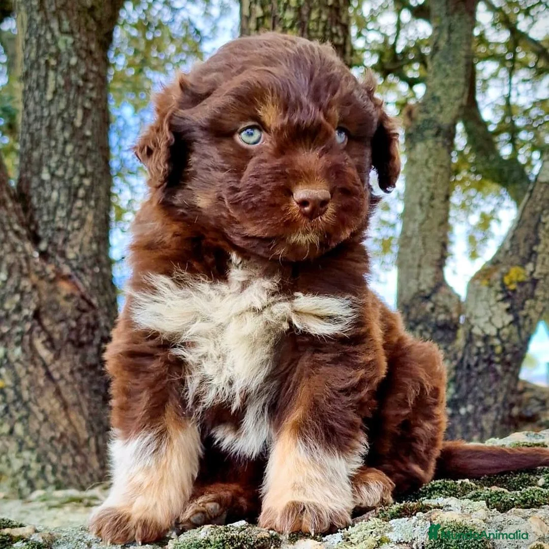 Perro de Agua Español perros en venta: Perro De Aguas Español - Anuncio 4