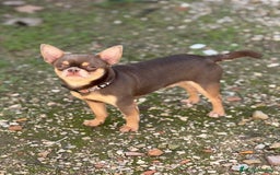 Chihuahua perros para monta: Chihuahua línea rusa para monta - Imagen 2