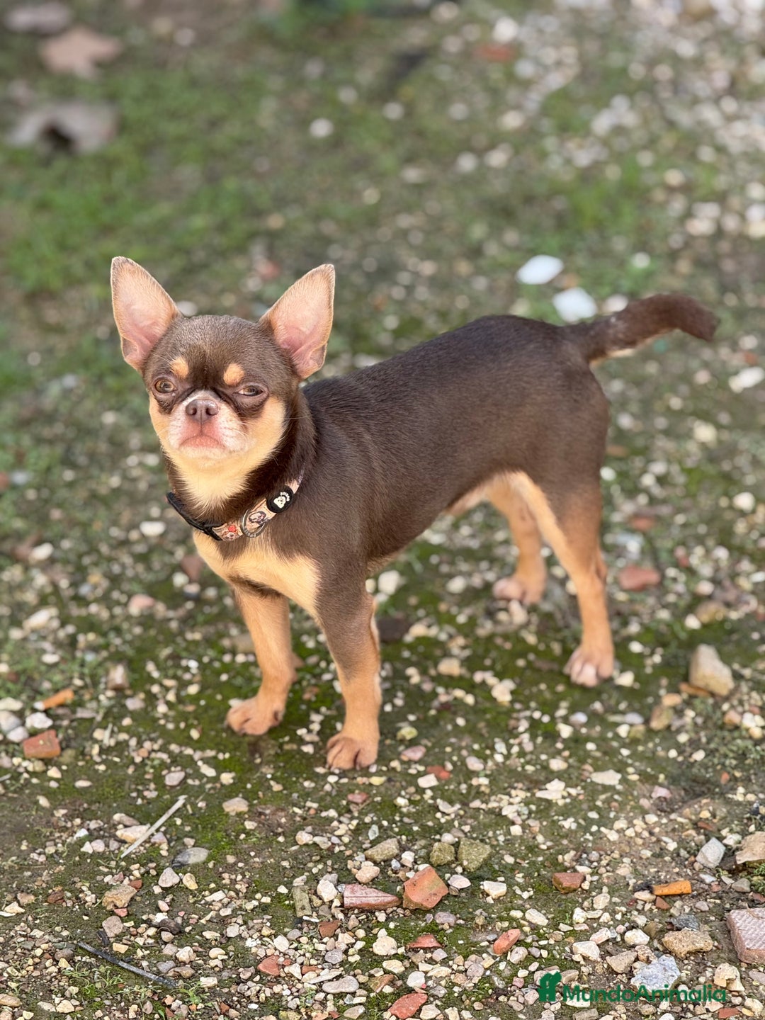 Chihuahua perros para monta: Chihuahua línea rusa para monta - Imagen 2