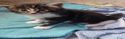 Bosque de Noruega gatos en venta: Bosque de Noruega - Anuncio 5