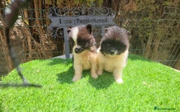 Pomerania perros en venta: Pomerania minis partis  - Imagen 1