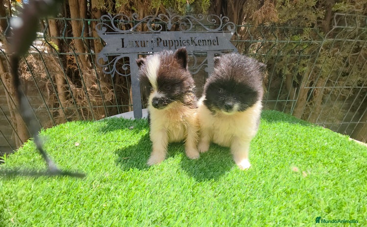 Pomerania perros - Propaganda 1