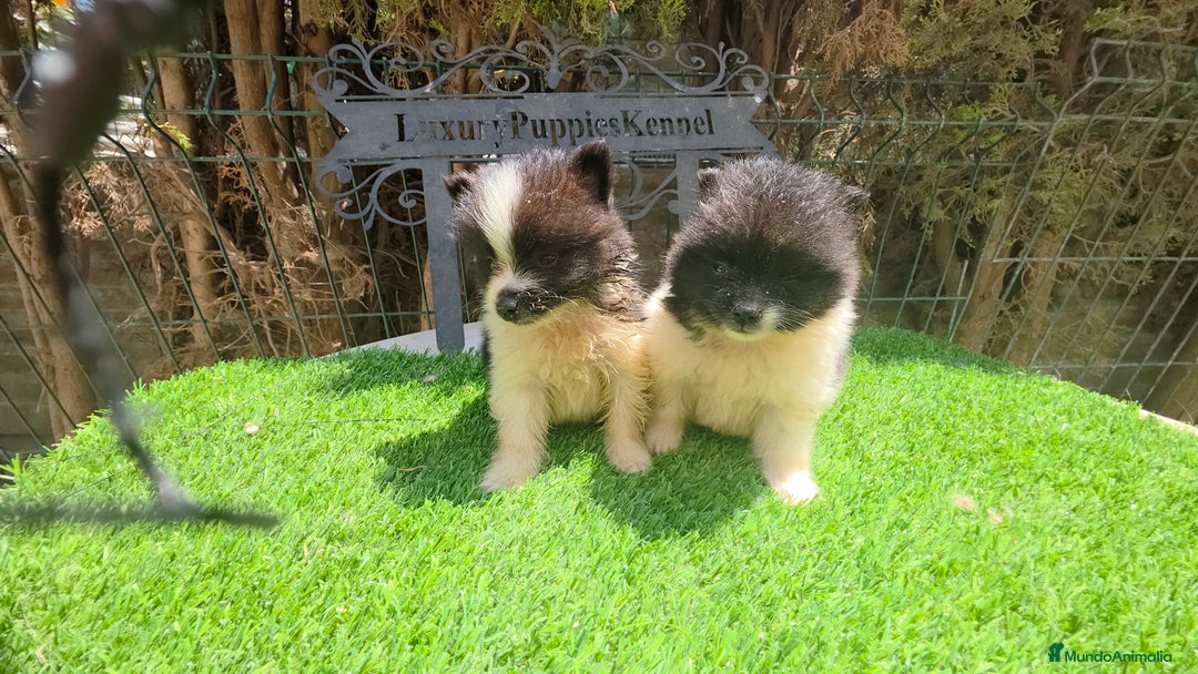 Pomerania perros en venta: Pomerania minis partis  - Imagen 1