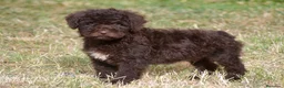 Perro de Agua Español perros en venta: CAMADA PERRO DE AGUA ESPAÑOL - Anuncio 35