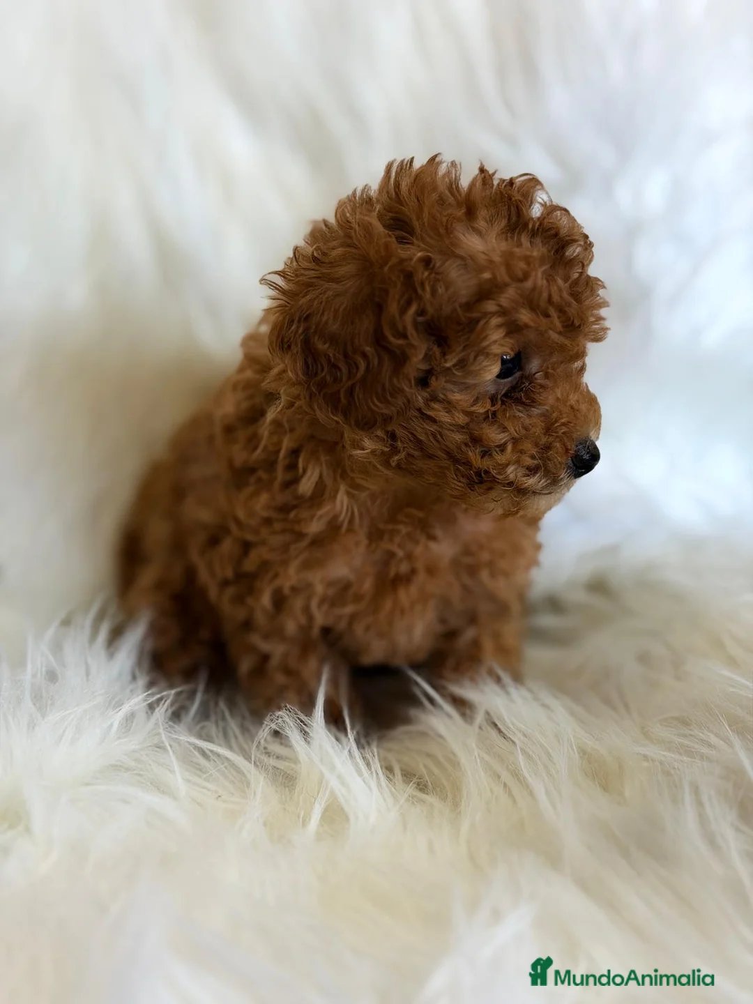 Caniche Toy perros en venta: CANICHE MACHO DISPONIBLES - Anuncio 6