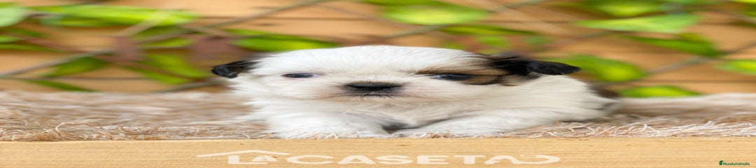 Shih Tzu Cachorro 3153