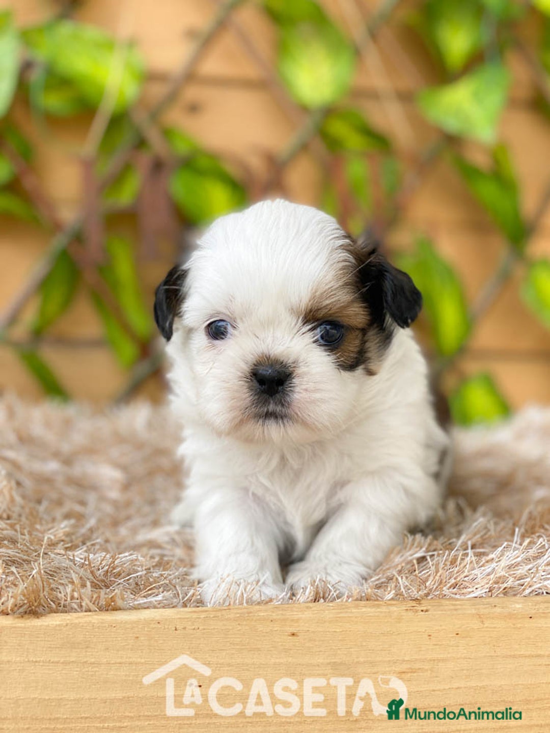 Shih Tzu perros en venta: Camada de Yadira  - Imagen 4