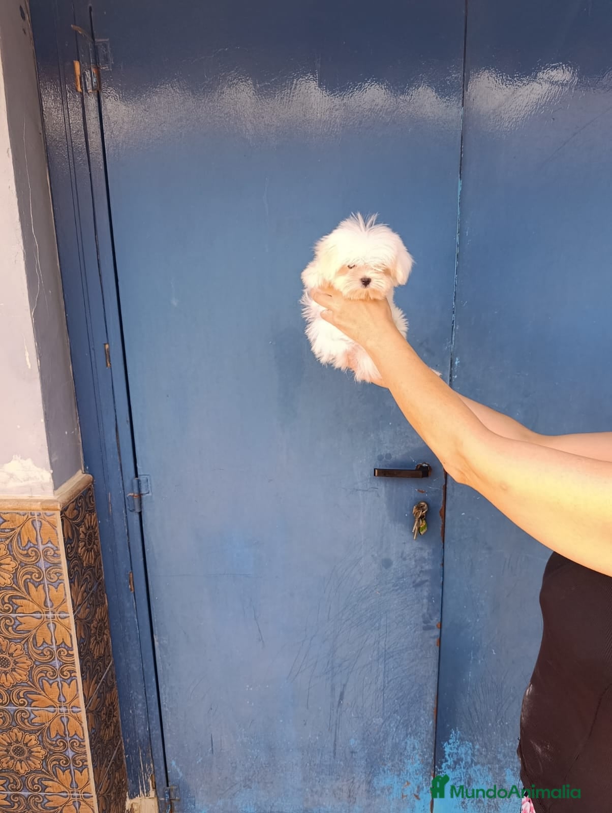 Bichón Maltés perros Bichon maltés hembra toy coreana ‼️ - Anuncio 1