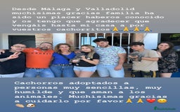 American Staffordshire-Terrier perros en venta: American Stanford (transparencia) - Anuncio 25