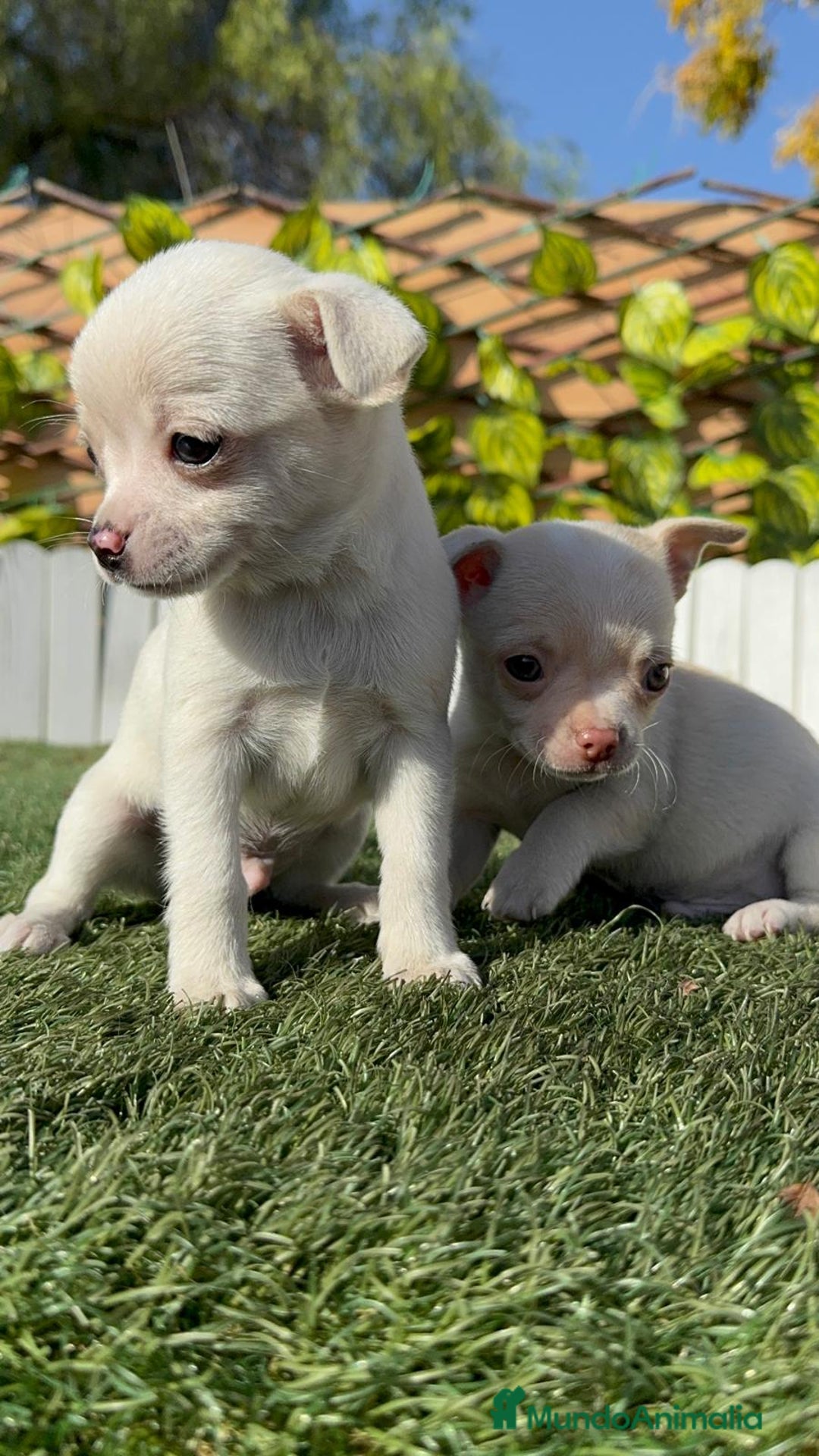 Chihuahua perros en venta: CHIHUAHUA MACHO - Anuncio 14