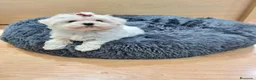 Bichón Maltés perros en venta: Bichón maltés - Anuncio 5