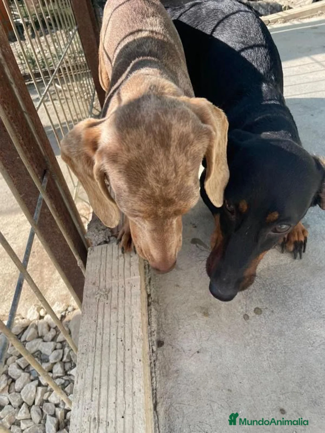 Teckel perros en venta: Teckel negro fuego fuego y venado - Anuncio 3
