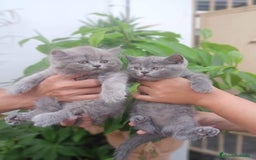 Británico de Pelo Largo gatos en venta: british long hair listos para entregar  - Anuncio 2