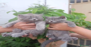 Británico de Pelo Largo gatos british long hair listos para entregar  - Anuncio 8