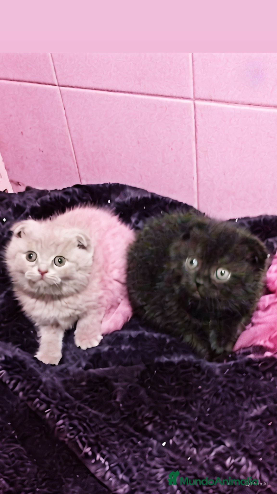 Británico de Pelo Corto gatos British shorthair  - Anuncio 2