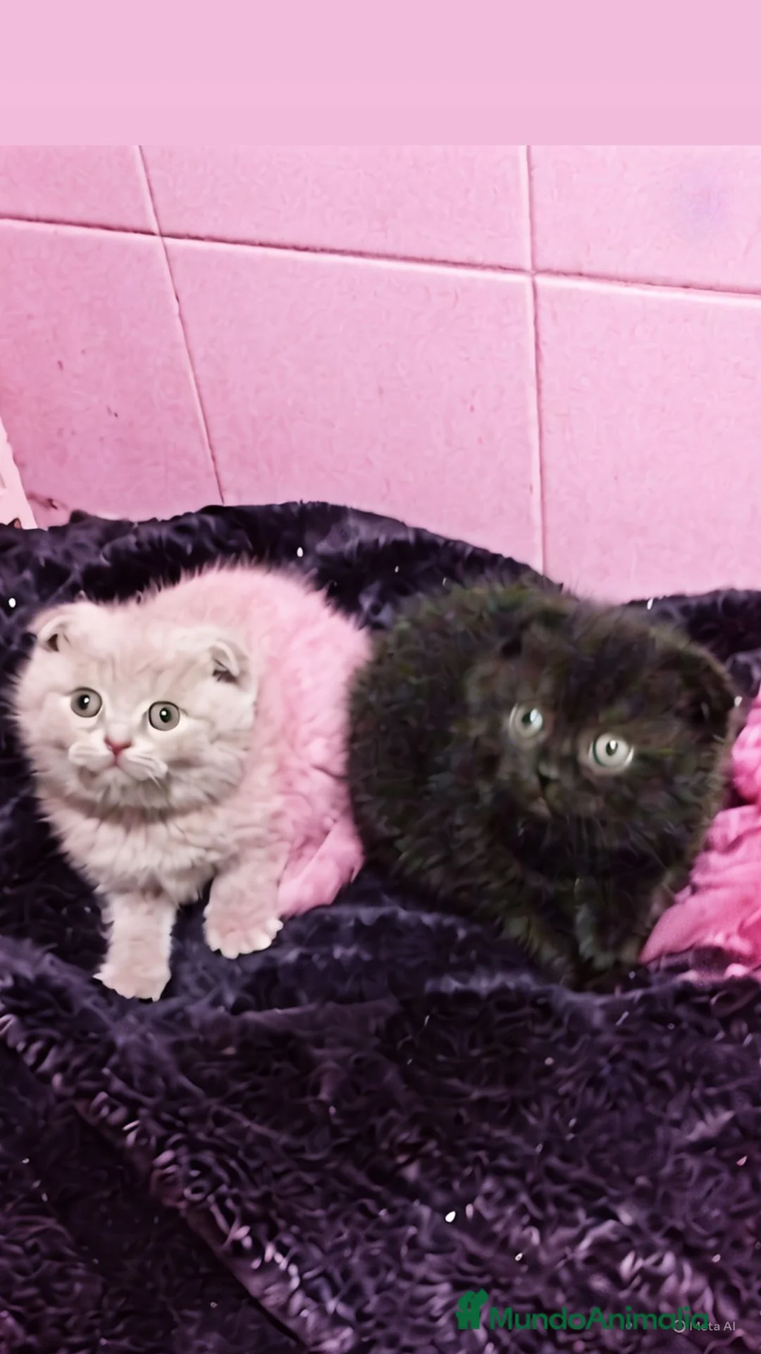 Británico de Pelo Corto gatos en venta: British shorthair  - Anuncio 2