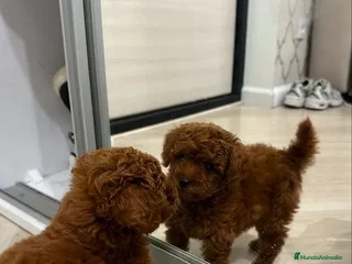 Caniche Toy perros en Pontevedra - Anuncio 17