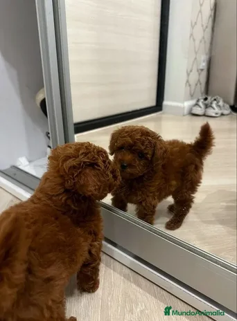 Caniche Toy perros en Pontevedra - Anuncio 10