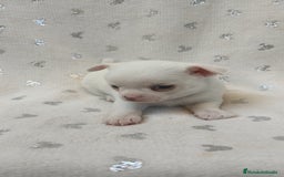 Chihuahua perros en venta: Chihuahua Macho y Hembra  - Imagen 9