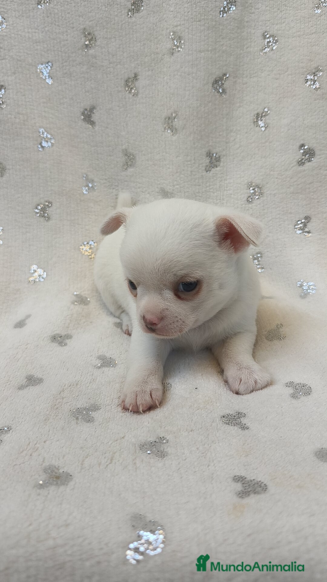 Chihuahua perros en venta: Chihuahua Macho y Hembra  - Imagen 9