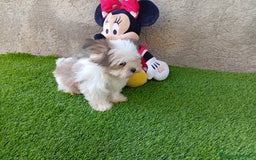 Biewer Yorkshire Terrier a la Pom Pon perros en venta: OPORTUNIDAD VERANO  - Imagen 4