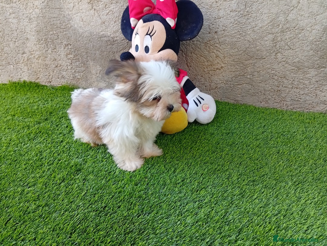 Biewer Yorkshire Terrier a la Pom Pon perros en venta: OPORTUNIDAD VERANO  - Imagen 4